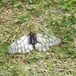 ウスバシロチョウ♀