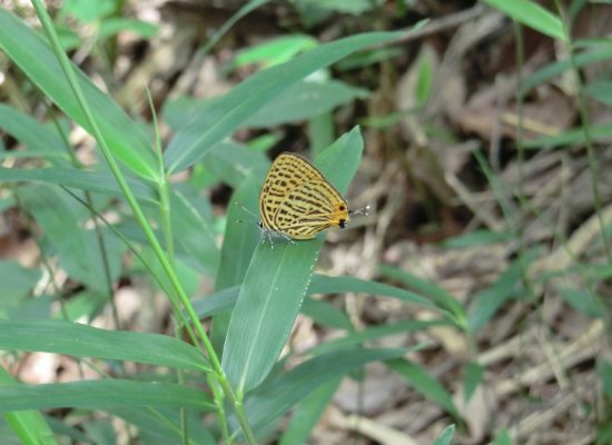 ウラナミアカシジミ
