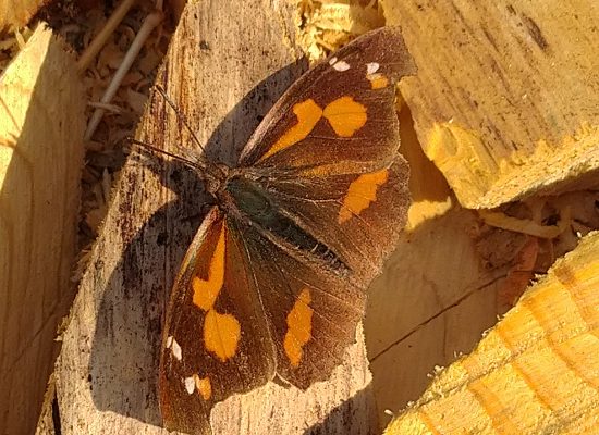 2020年2月 テングチョウ