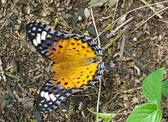 ツマグロヒョウモン♀