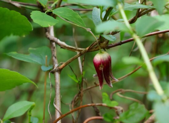 ハンショウズル