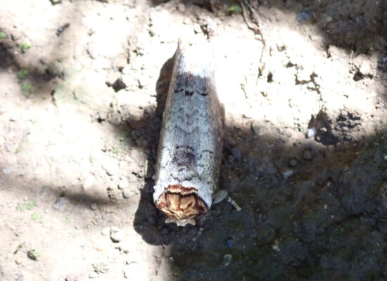 ツマキシャチホコ2023.8