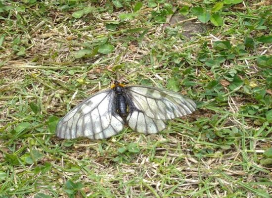 ウスバシロチョウ♀