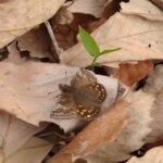 ミヤマセセリ♂