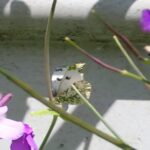 ツマキチョウ♂