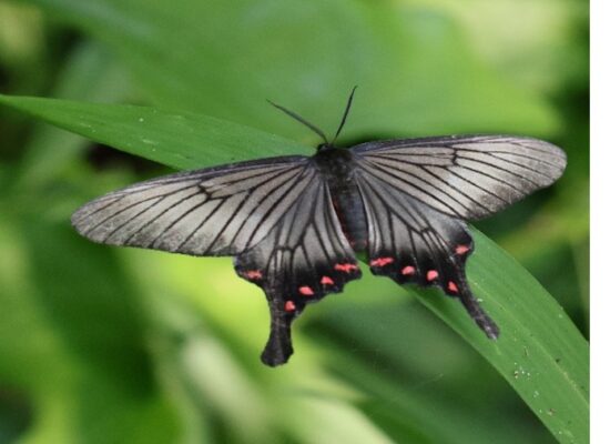 アゲハモドキ♂