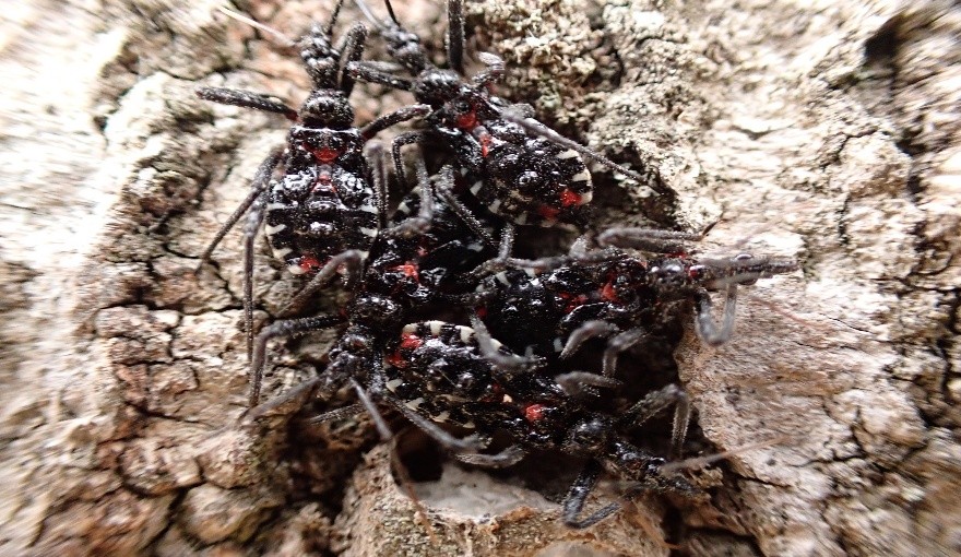 ヨコズナサシガメ